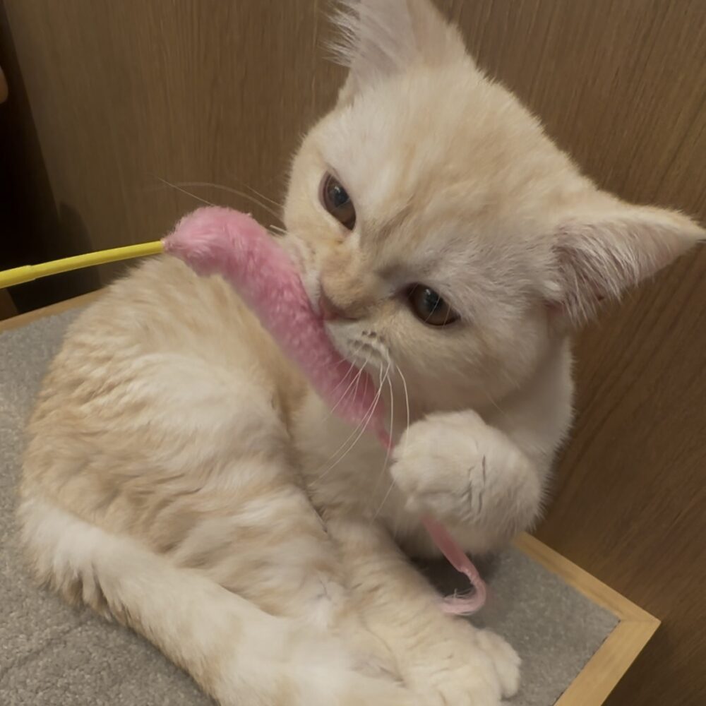 66.犬派の私も超絶メロメロ🐱