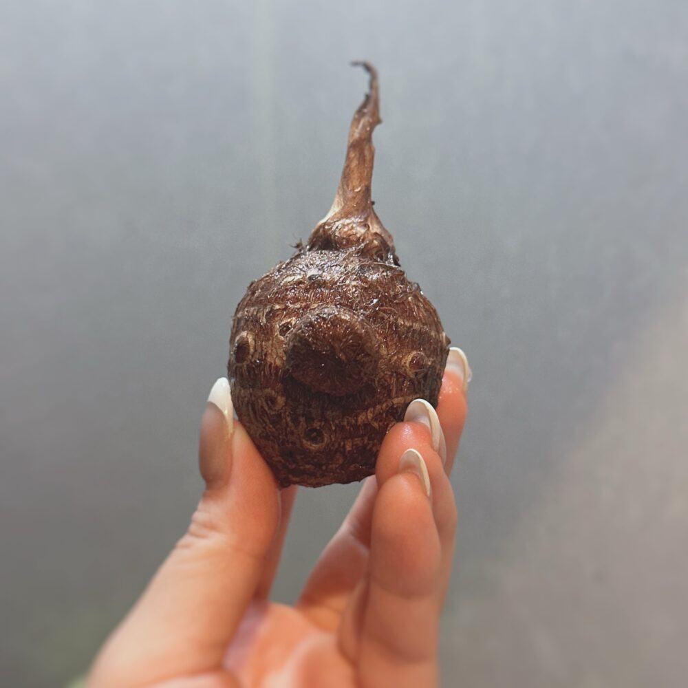 85.この子は何に強い？？🌱